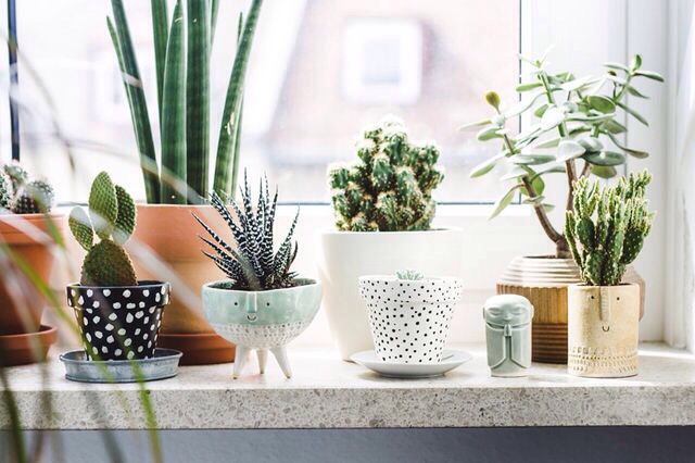 Friday Finds: Best Indoor Plant Pots